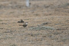 Ochetorhynchus phoenicurus