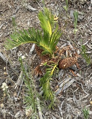 Macrozamia humilis