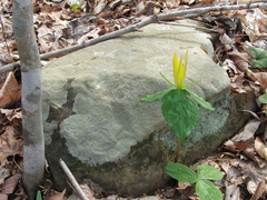 Trillium luteum