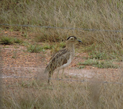 Burhinus bistriatus