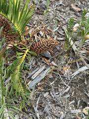 Macrozamia humilis