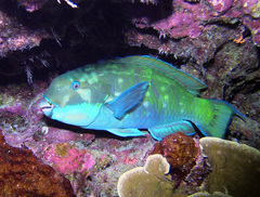 Chlorurus microrhinos