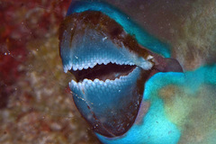 Chlorurus microrhinos