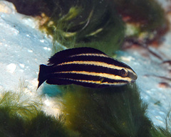 Chlorurus microrhinos