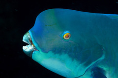 Chlorurus microrhinos