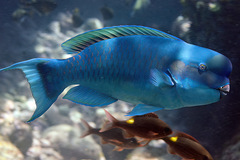 Chlorurus microrhinos