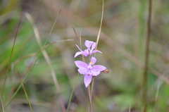 Calopogon barbatus