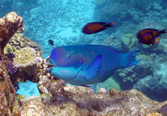 Chlorurus microrhinos