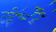 Chlorurus microrhinos