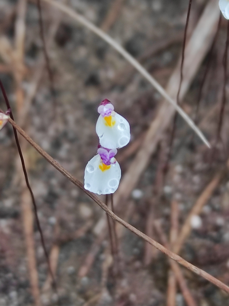 Utricularia parthenopipes P.Taylor