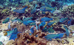 Chlorurus microrhinos