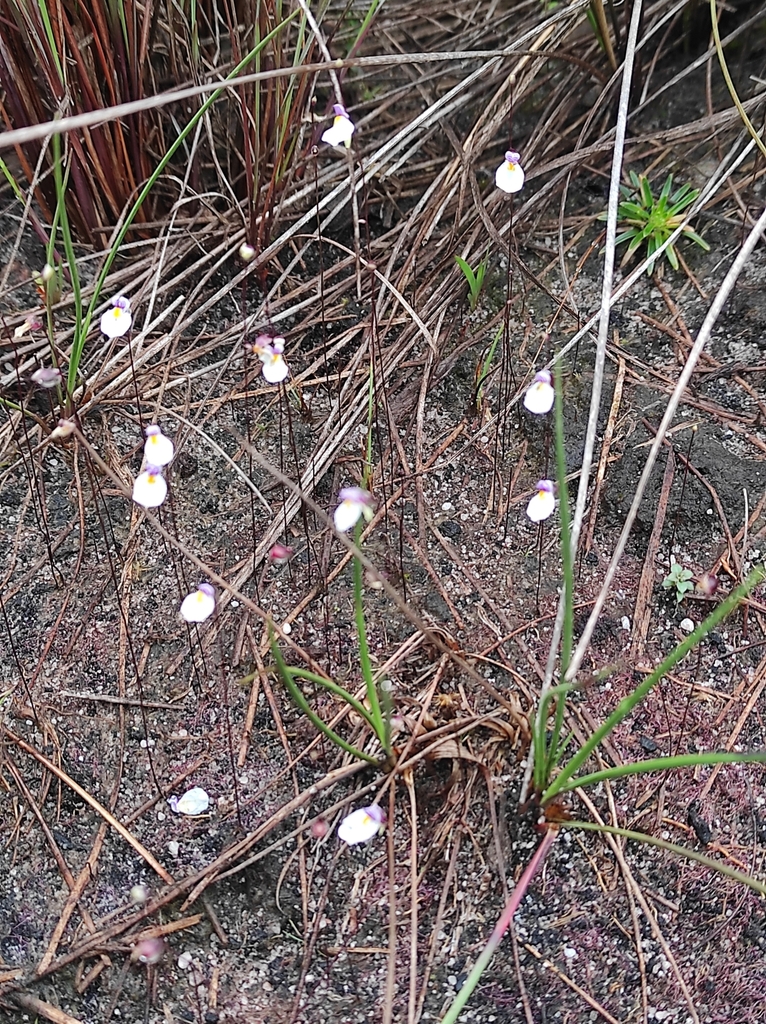 Utricularia parthenopipes P.Taylor 2