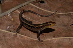 Emoia obscura