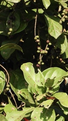 Antidesma venosum