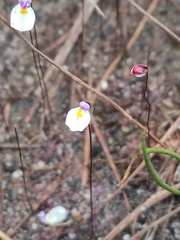 Utricularia parthenopipes