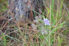 Pinguicula caerulea
