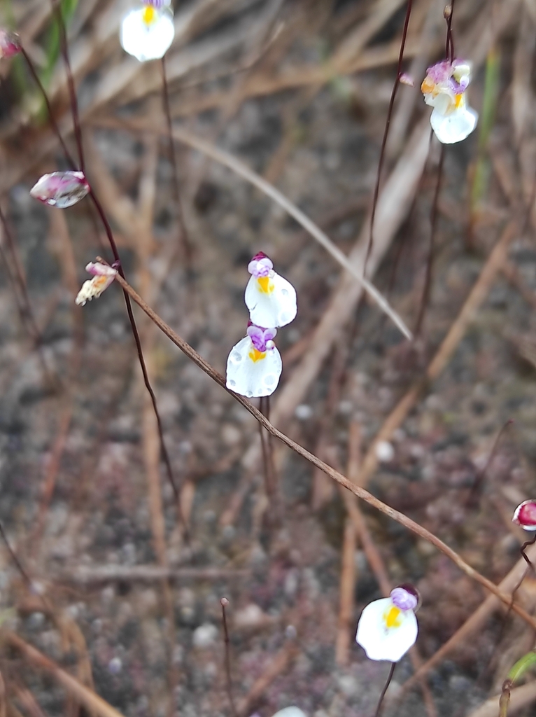 Utricularia parthenopipes P.Taylor 4