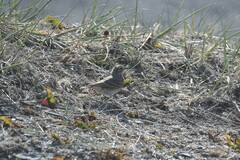Geositta cunicularia