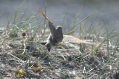 Geositta cunicularia