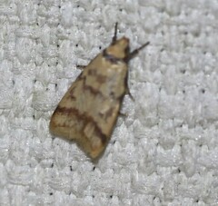 Heteroteucha anthodora