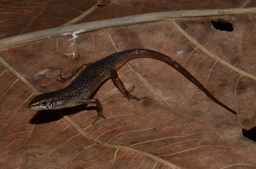 Carlia bicarinata observed 2015-03-13