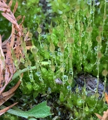 Physcomitrium pyriforme