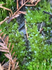 Physcomitrium pyriforme