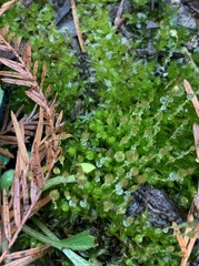 Physcomitrium pyriforme