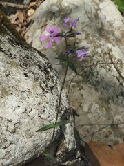 Phlox divaricata