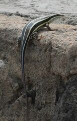 Trachylepis quinquetaeniata