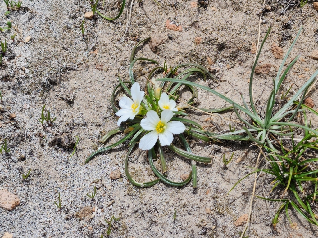 Calandrinia carolinii (Calandrinia carolinii)