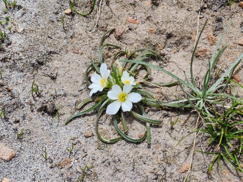 Calandrinia carolinii (Calandrinia carolinii)