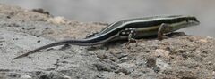 Trachylepis quinquetaeniata