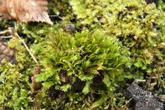 Fissidens dubius
