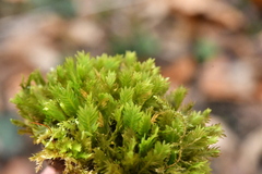Fissidens dubius