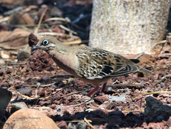 Zenaida galapagoensis