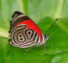 Diaethria neglecta