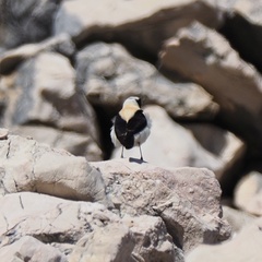 Oenanthe melanoleuca