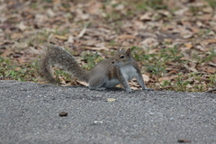 Sciurus carolinensis