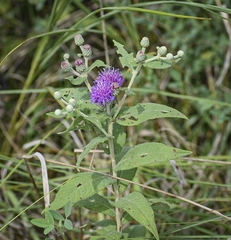Vernonia missurica