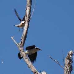 Oenanthe melanoleuca