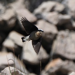 Oenanthe melanoleuca