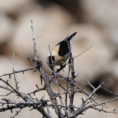 Oenanthe melanoleuca