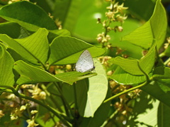 Symbiopsis lenitas