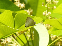 Symbiopsis lenitas