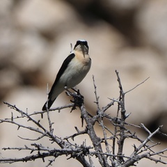 Oenanthe melanoleuca
