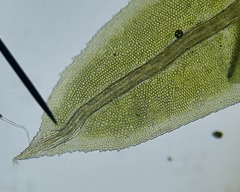 Fissidens dubius