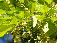 Symbiopsis lenitas
