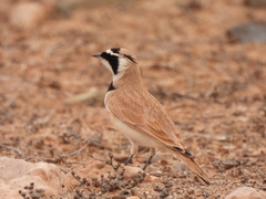 Eremophila bilopha