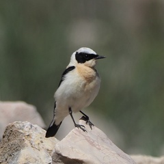 Oenanthe melanoleuca